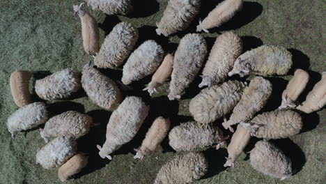 overhead drone shot of a sheep herd flocked on a green grass field