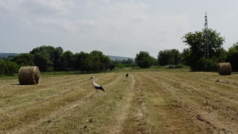 Drone-flies-low-towards-large-migrating-storks-foraging-in-rural-hayfield