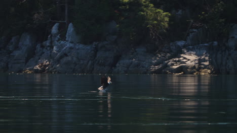 águila atrapando peces en el océano en canadá