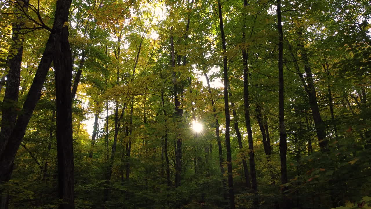 sol asomándose a través de densos árboles en el bosque a principios de otoño en muskoka, canadá