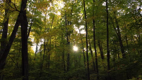 sun peeking through dense trees in the forest during early autumn in muskoka, canada