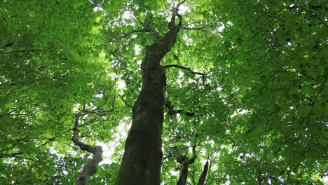 4k30p-Drohnen-Luftbild,-Waldbaumstammwachstum,-Das-Bis-Zum-Himmel-Hinaufreicht