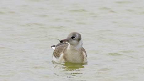 el pájaro marino de la gaviota se alimenta en las marismas de la costa de lincolnshire, reino unido