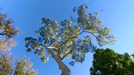 trees swaying under clear blue sky