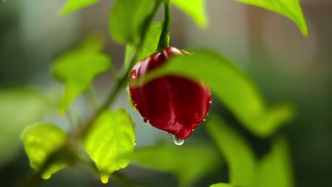 Spicy-Tasty-Fresh-Vibrant-Peppers-delicious-colourful-on-Plant-vines-farm-during-sunny-day-Close-up-Macro