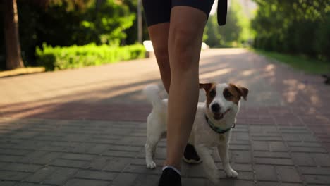 a woman walks with her jack russell terrier on a paved path in a park