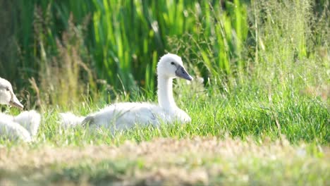 Family-of-young-swans-sleeping-on-edge-of-the-lake-in-the-sunshine