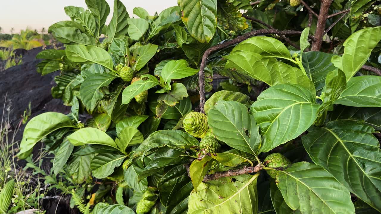Lush noni fruit plant in Hawaii's volcanic landscape, vibrant and serene