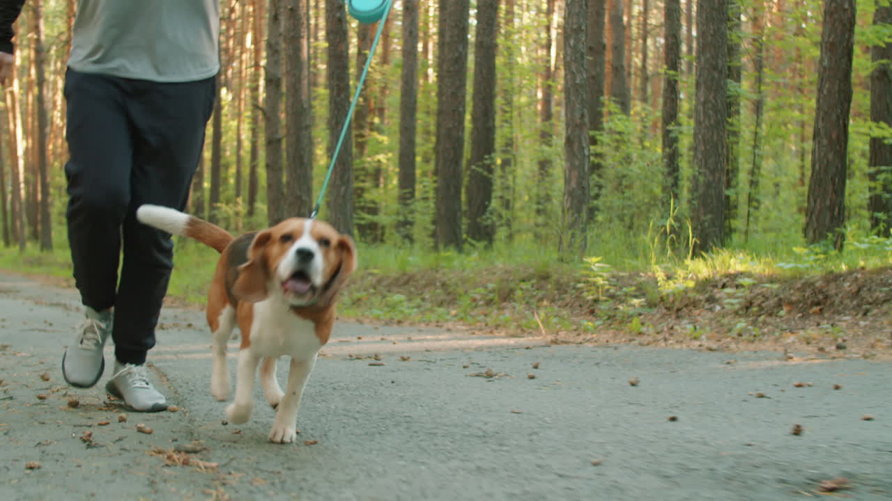 Uomo che corre con il suo cane Beagle nel bosco