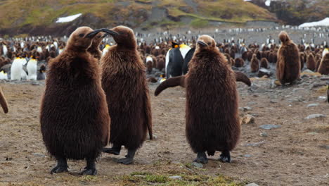 Fluffy-Brown-King-Penguin-Chicks-walk-very-close-to-camera,-South-Georgia