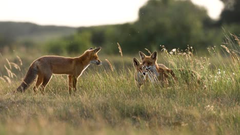 Rotfuchsmutter-Mit-Zwei-Skurrilen-Welpen-Im-Hohen-Wiesengras,-Zeitlupe