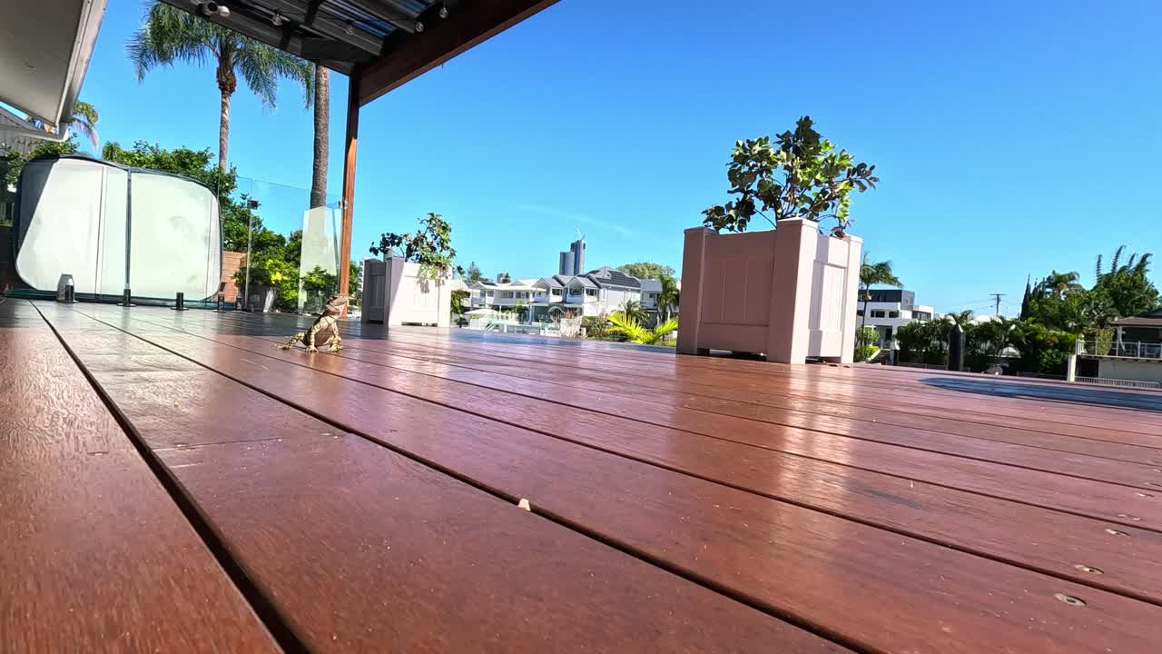 un lagarto se mueve a través de una cubierta soleada