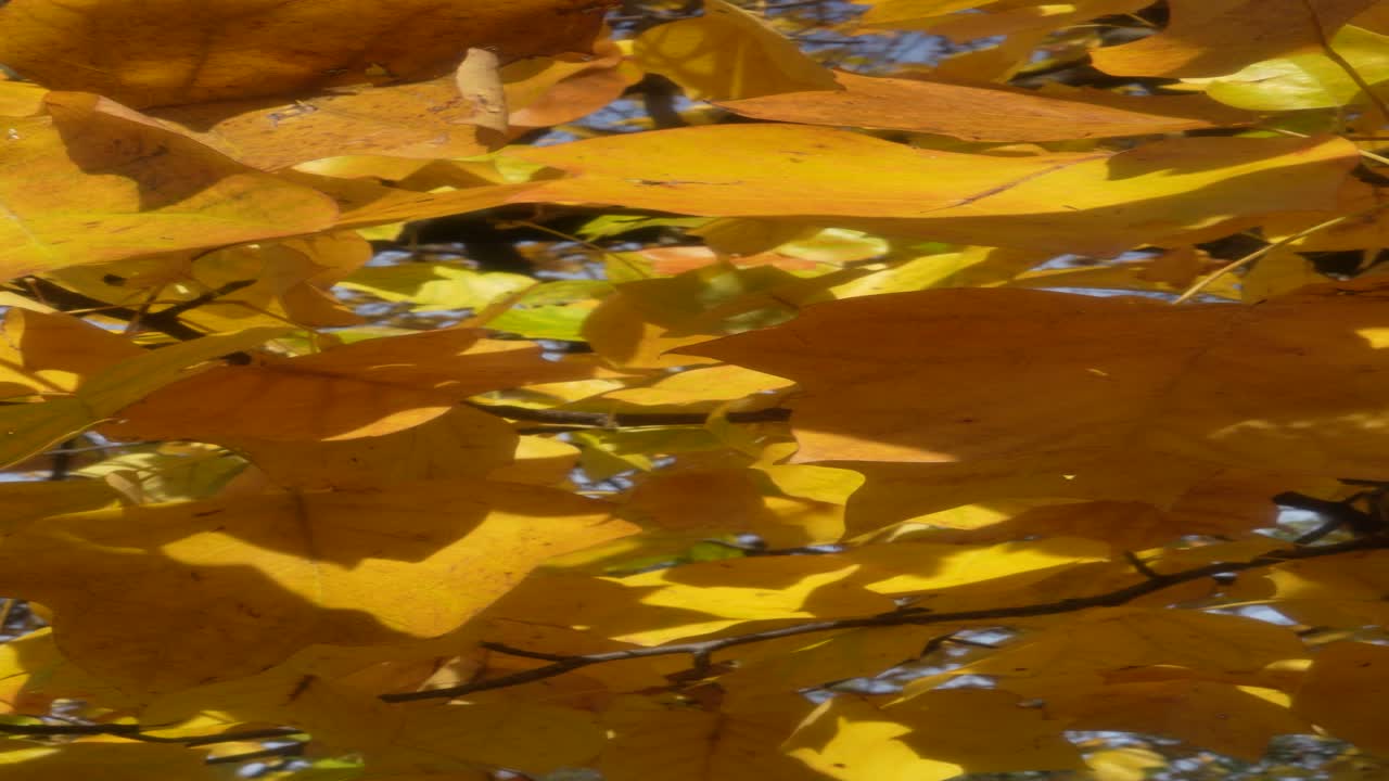 Vertical shot of bright yellow fall leaves shimmering in sunlight