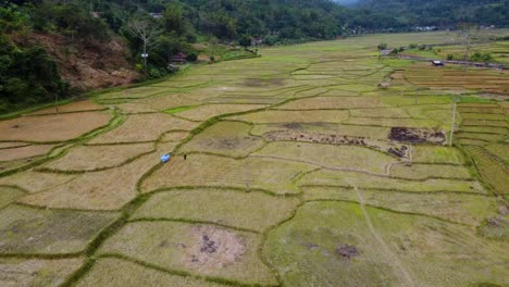 fly over rice fields in vietnam asia