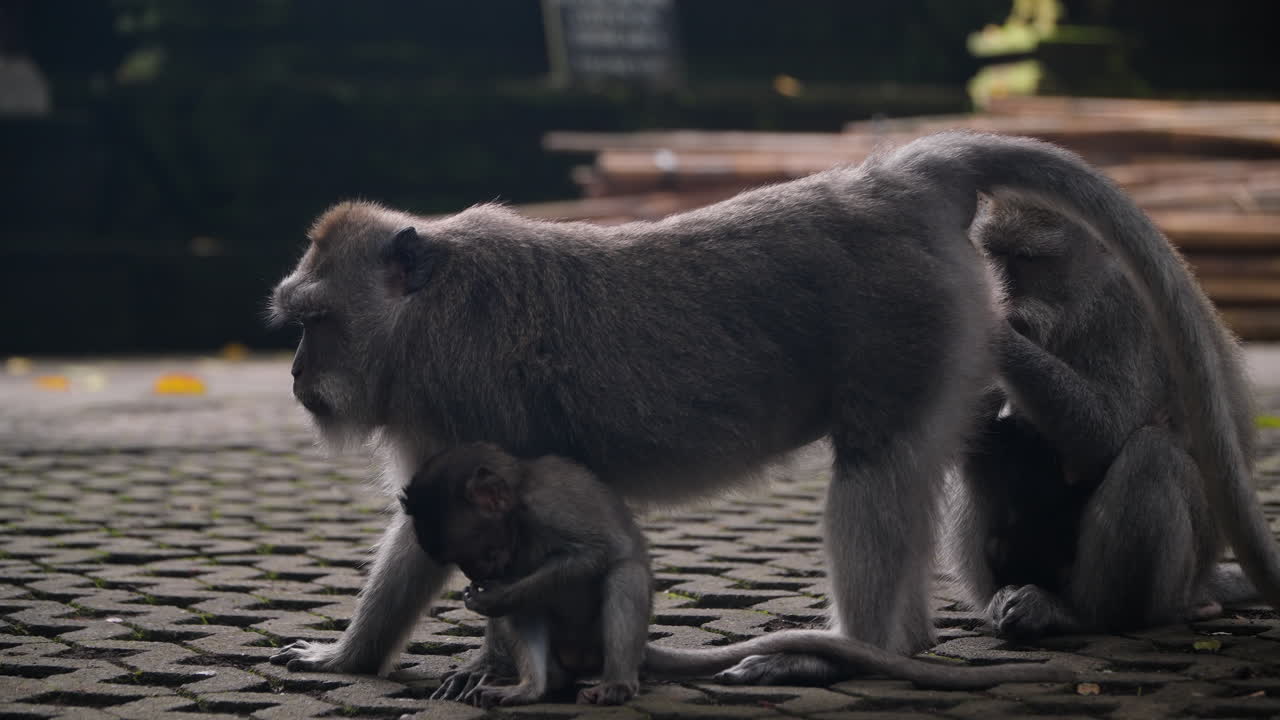 familia de macacos balineses de cola larga en el santuario del bosque de monos de ubud, bali, indonesia