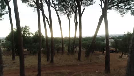 aerial shot of drone flying through between trees in the forest revealing the beautiful landscape afterward. flight over the forest and green field.