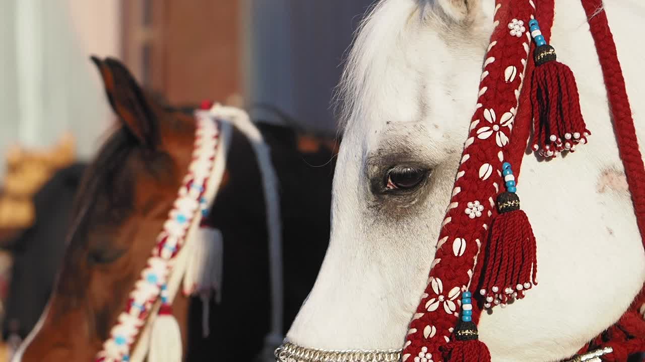 Decorated Horses at a Festival