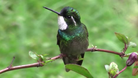 a grey tailed mountaingem hummingbird on a tree branch