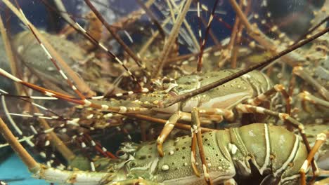 fresh lobsters in a display