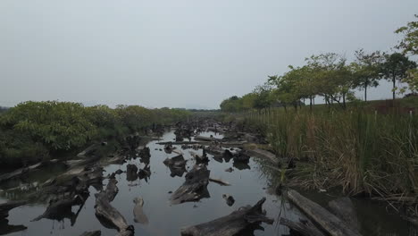 Numerous-wood-logs-submerged-in-a-water-channel