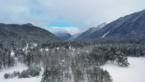 Hermoso-Bosque-De-Nieve-En-Invierno.-Volando-Sobre-Pinos-Cubiertos-De-Nieve.