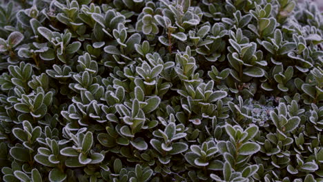 buxus bush covered in frost ms