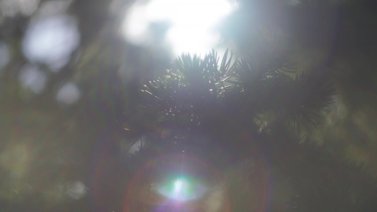 Sun flare on the pine tree branch