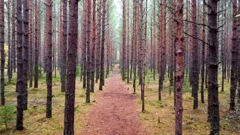 walking path in wild pine tree forest during autumn in estonia