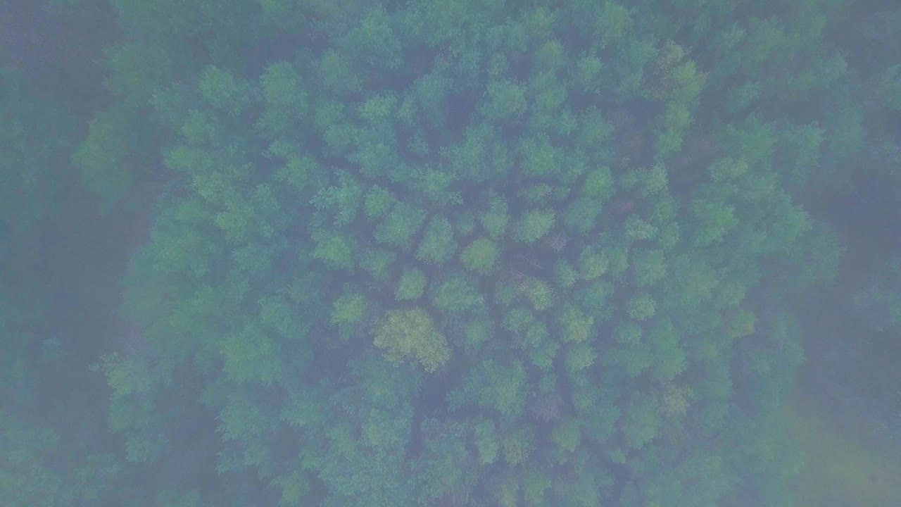 Idyllic aerial birdseye view misty dark pine tree forest on foggy autumn day, Nordic woodland with thick mist, Baltic sea coast, wide descending drone shot