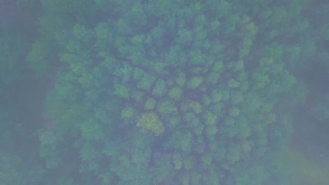 vista aérea idílica del bosque de pinos oscuros y brumosos en un día de otoño brumoso, bosque nórdico con niebla espesa, costa del mar báltico, amplia toma de drones descendente