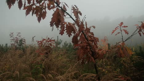 Foggy-day-in-autumn-forest,-branches-with-brown-leaves,-panning-shot