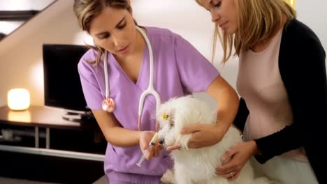 vet and dog owner giving medicine drug to dog