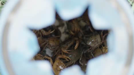 crabs in a blue container