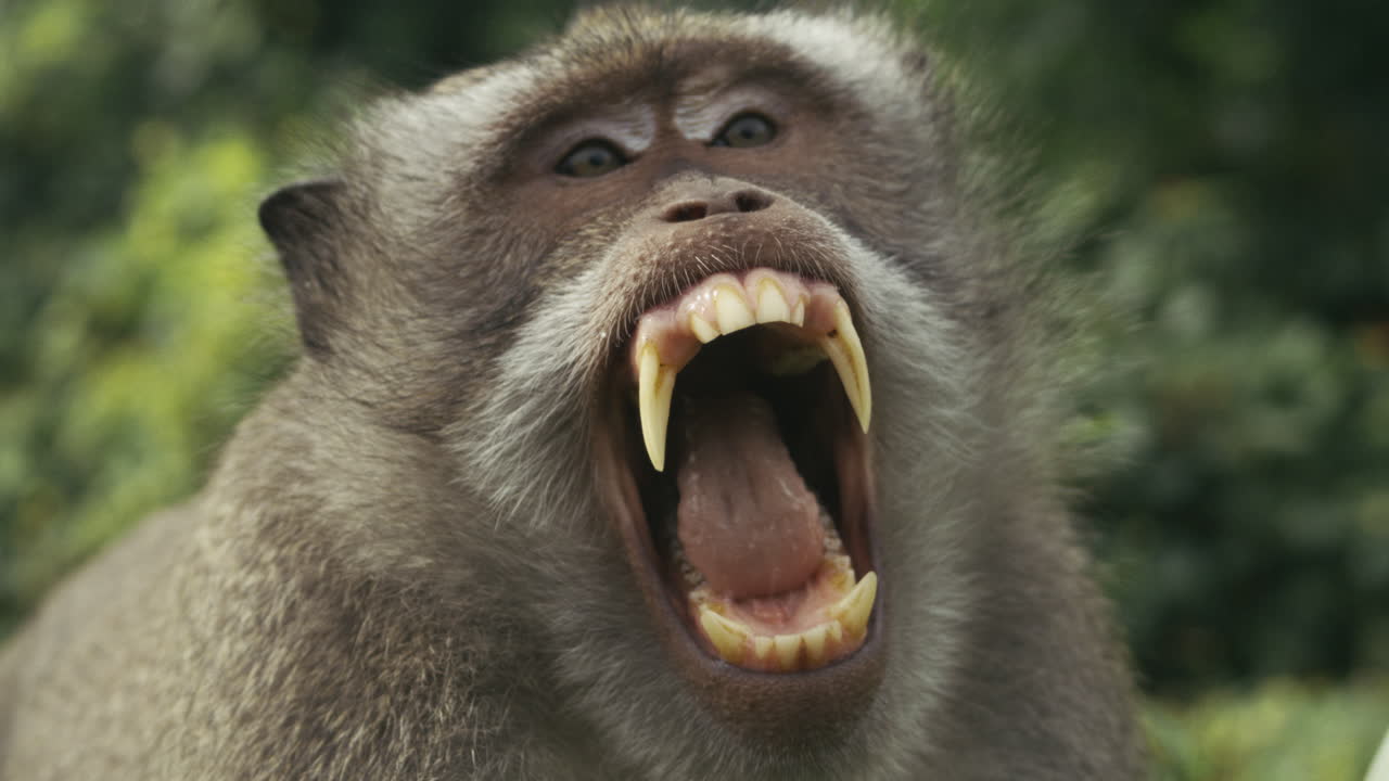 Monkey portrait in jungle close up, slow motion, Indonesia