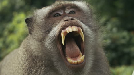 monkey portrait in jungle close up, slow motion, indonesia