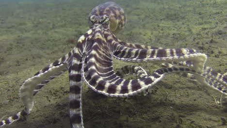 mimic octopus imitating jellyfish raising into blue water, medium shot during day