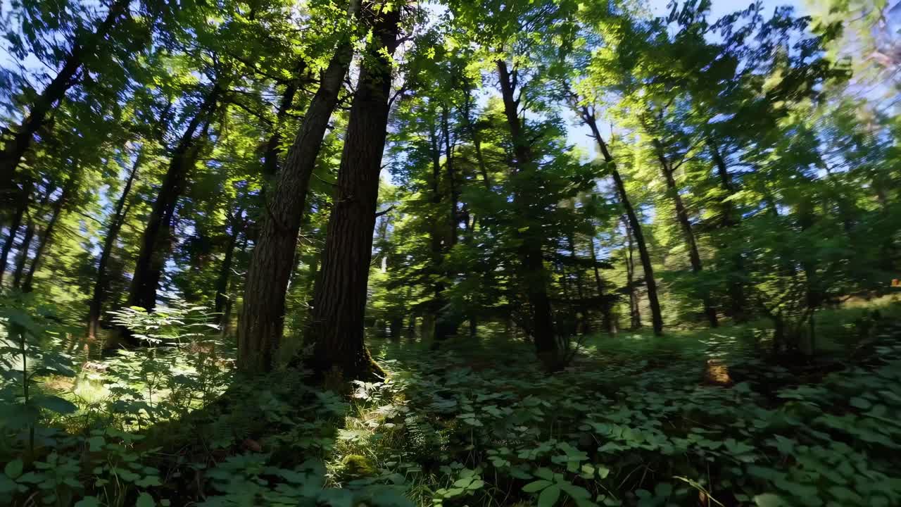 Ripresa video grandangolare di una rigogliosa foresta verde con alberi alti e luce solare che filtra