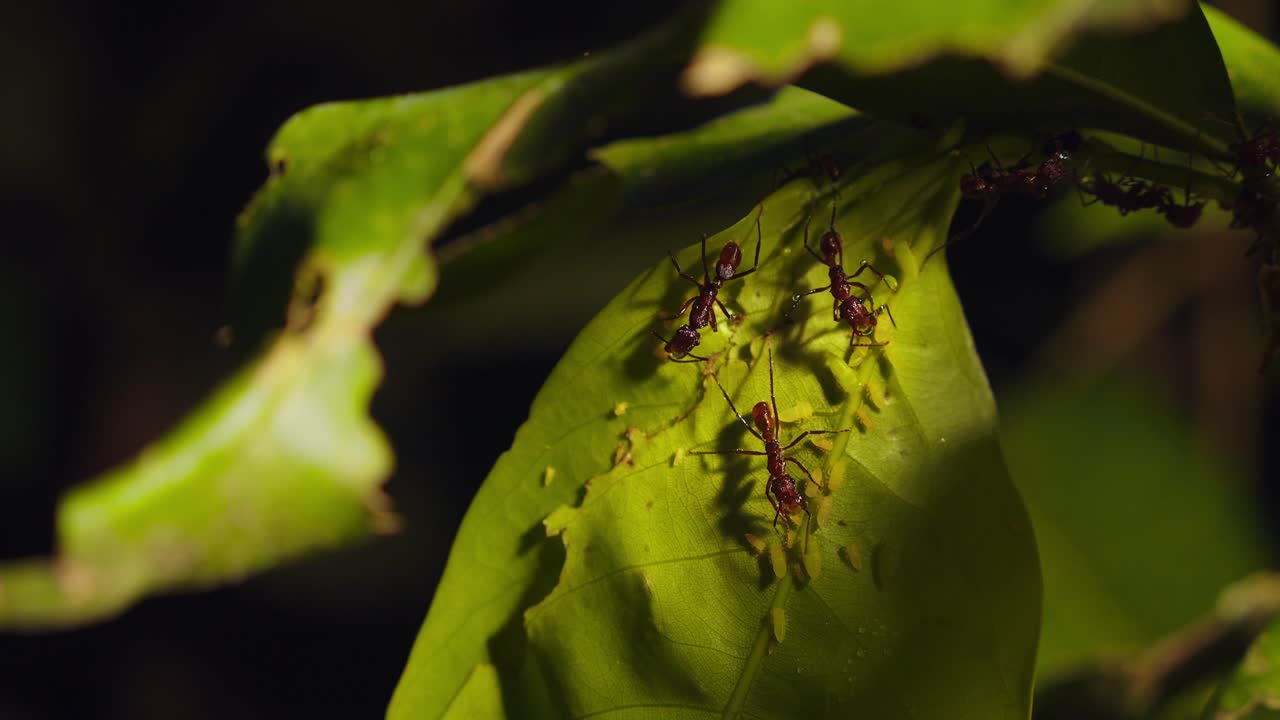 Pullback shot from the red ants milking the plant aphids for sugary liquid by agitating them with their antenna