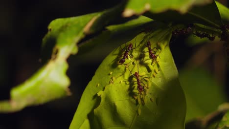 Pullback-shot-from-the-red-ants-milking-the-plant-aphids-for-sugary-liquid-by-agitating-them-with-their-antenna