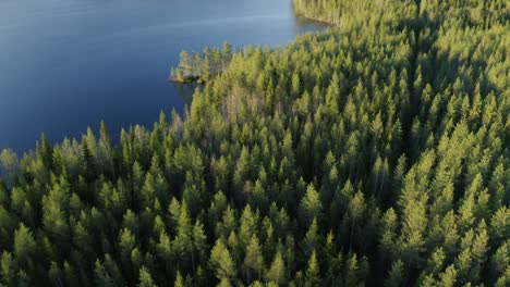 Green-needle-trees-in-a-big-forest-next-to-the-Baltic-Sea-on-a-sunny-day-in-Finland