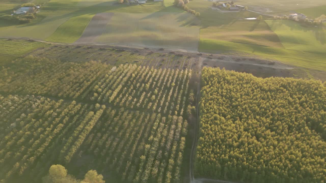 el pivote aéreo alto revela un huerto de manzanas en el exuberante campo de pomerania al atardecer