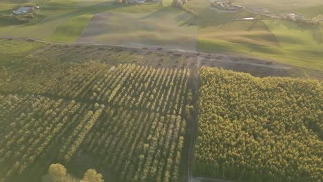 el pivote aéreo alto revela un huerto de manzanas en el exuberante campo de pomerania al atardecer