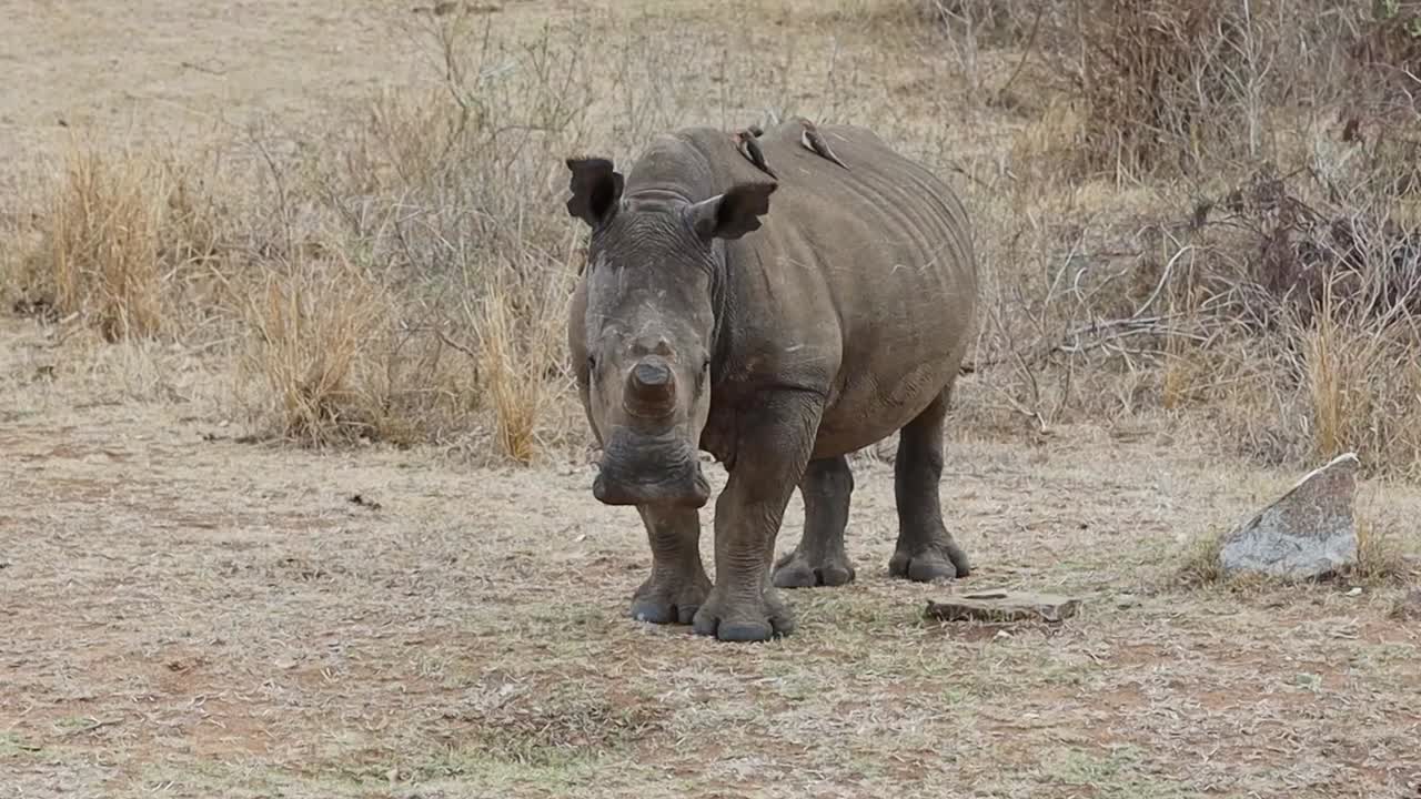 마른 남아프리카의 에서 서 있는  코소의 비극적인 모습