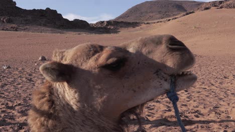 Camel-close-up-in-the-desert-on-a-sunny-day,-natural-habitat-in-Sahara