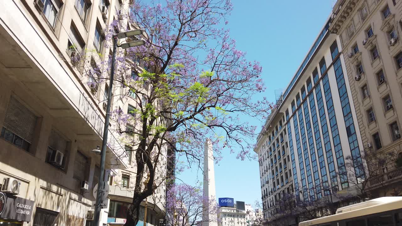 Jacaranda trees over the sky of buenos aires city and obelisk background