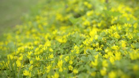 lysimachia punctata flor primer plano flores amarillas
