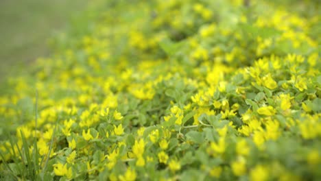 lysimachia punctata flower closeup yellow flowers