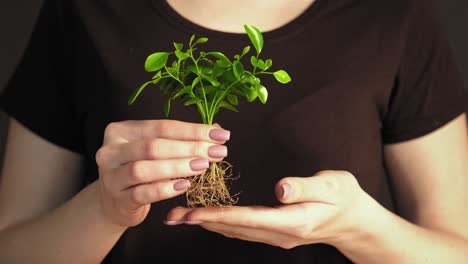 plántula verde día de la tierra manos cuidadosas planta joven