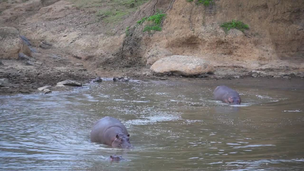 hipopótamos entrando en el agua en el borde de un río