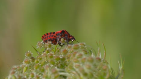 macro shot of rare orange bug with black dots during pollination on flower in nature